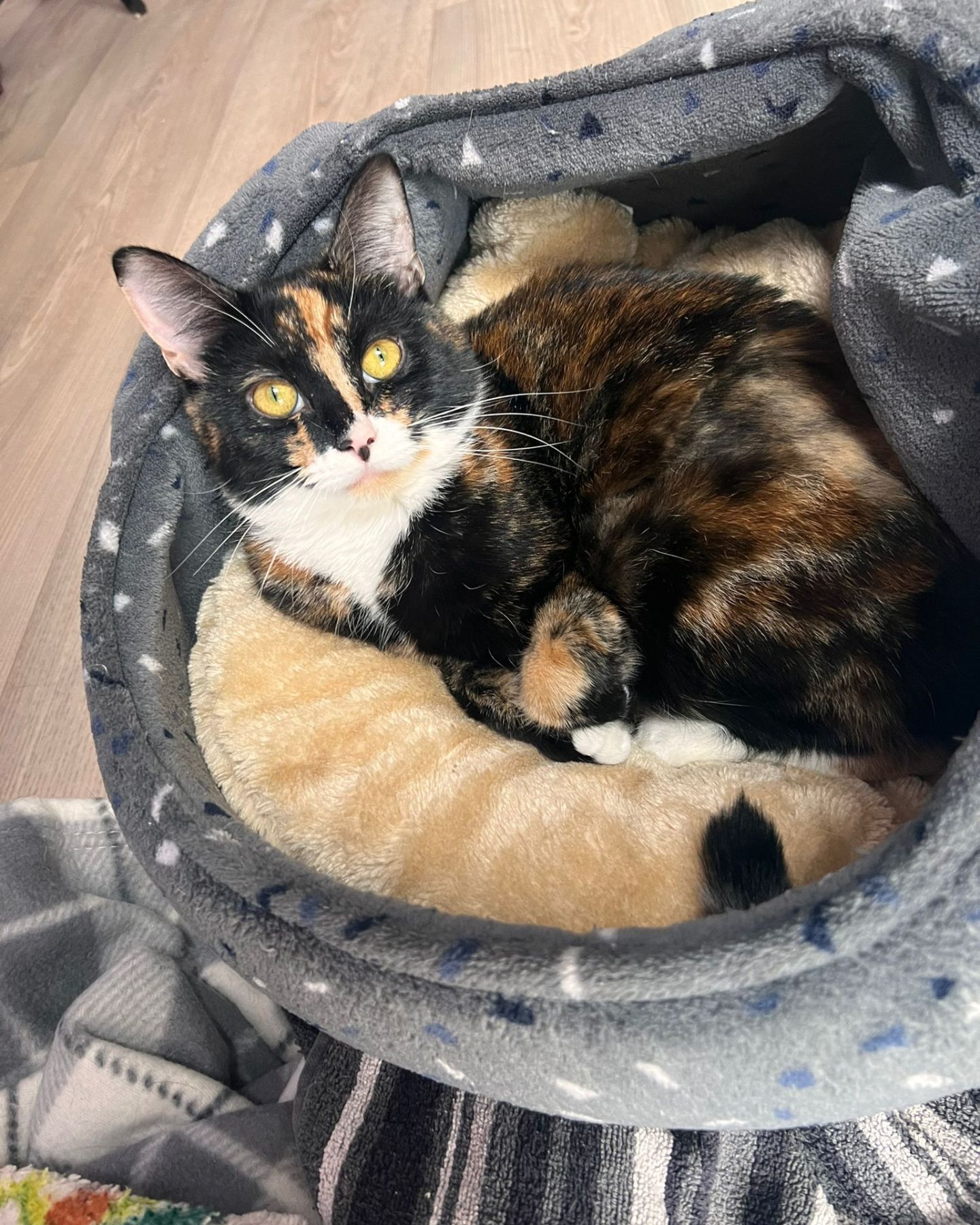 cat laying in cat bed