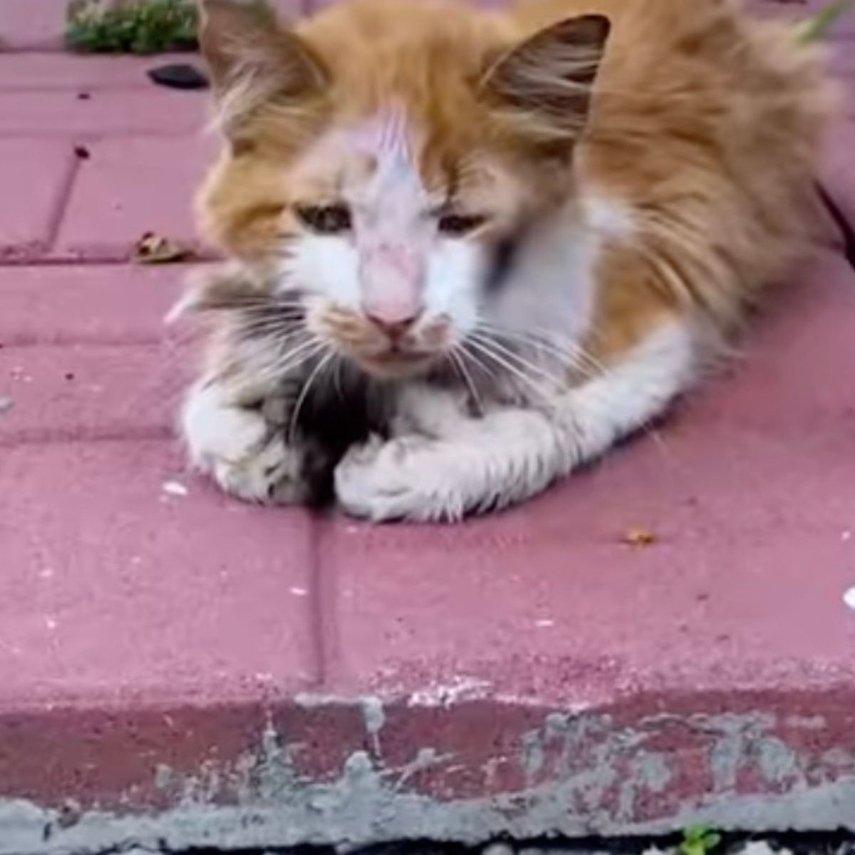 cat laying on a tiles