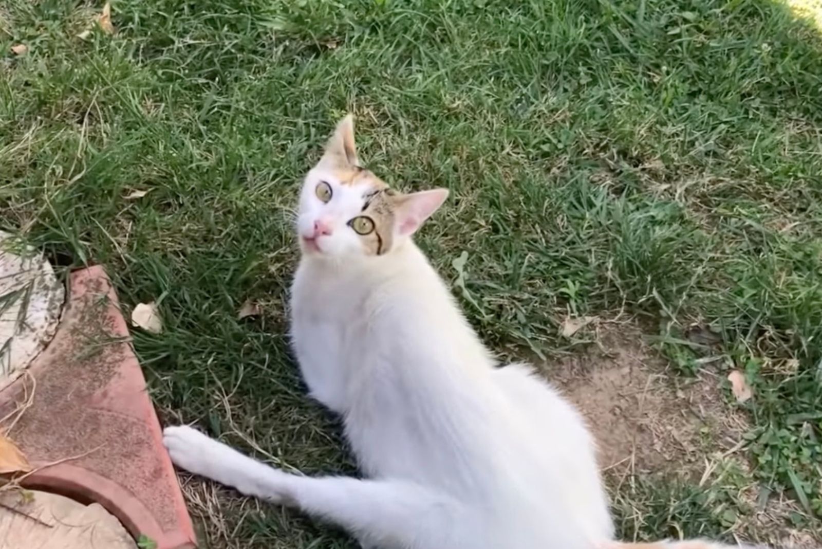 cat lays on grass and turns back