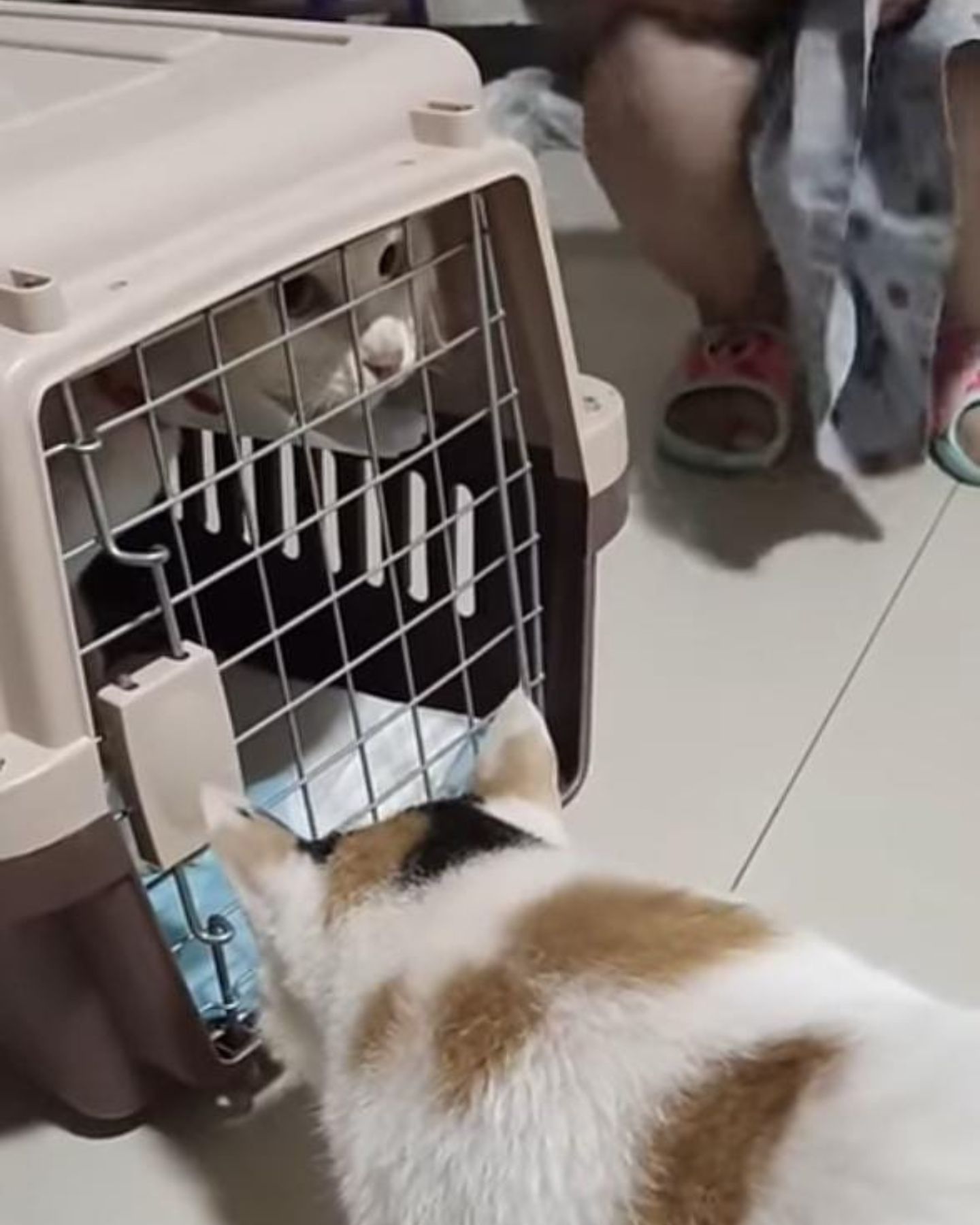 cat looking at cat in a kennel