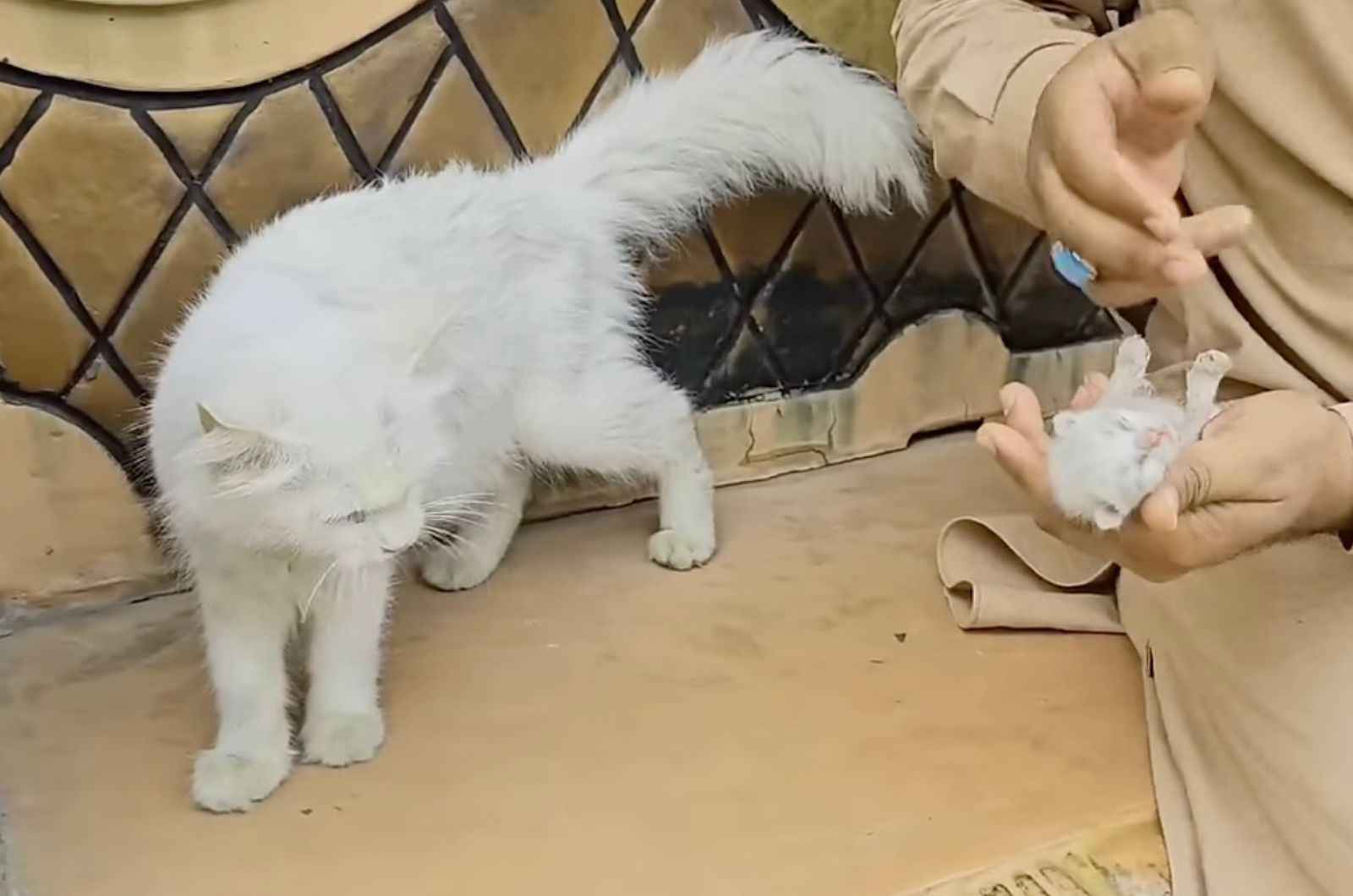 cat looking at male hand holding a kitten