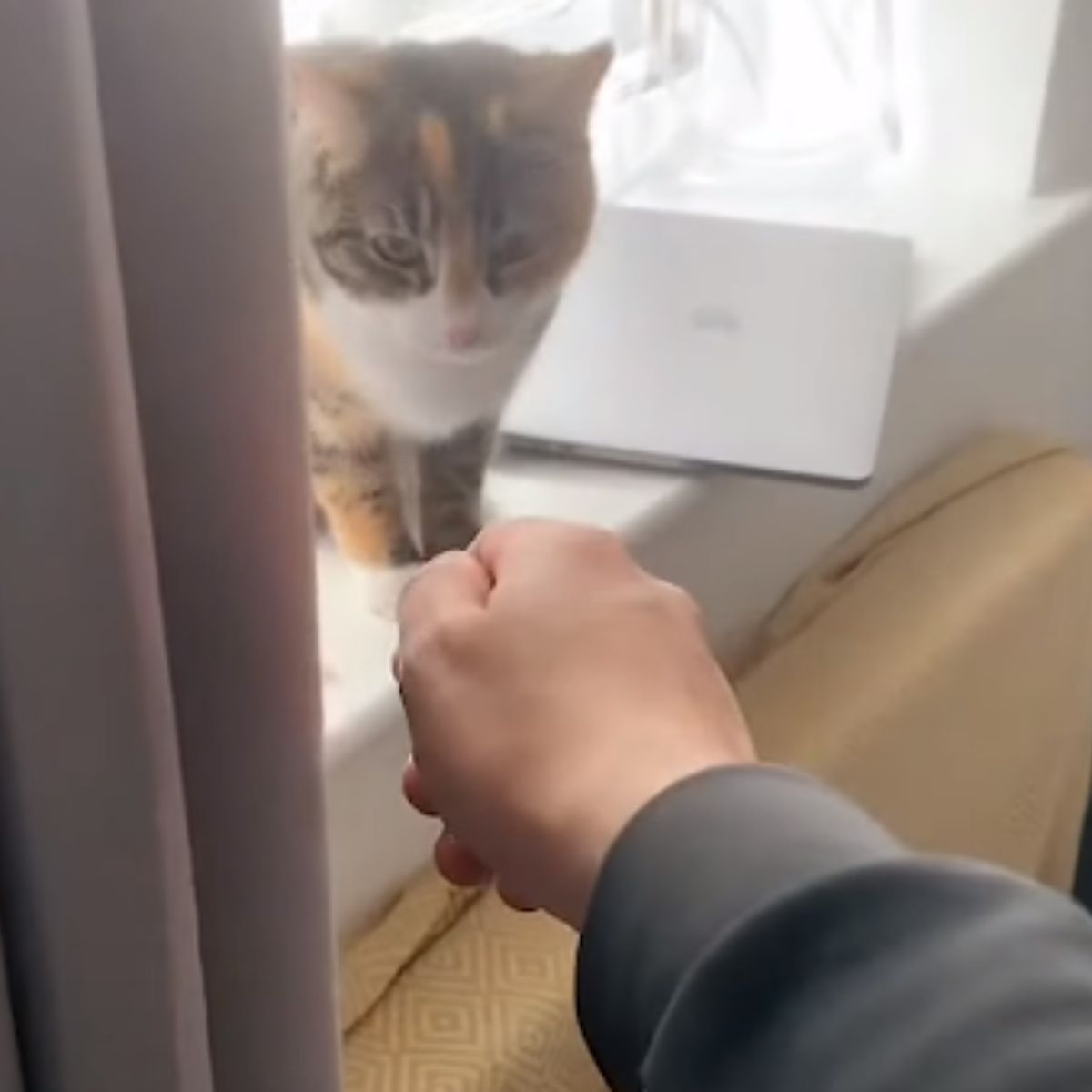 cat looking at man's hand