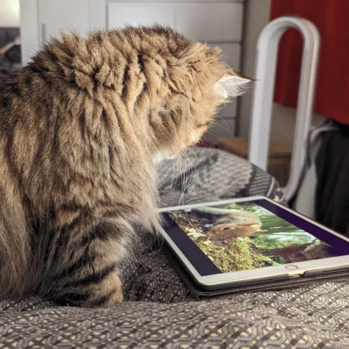 cat looking at tablet