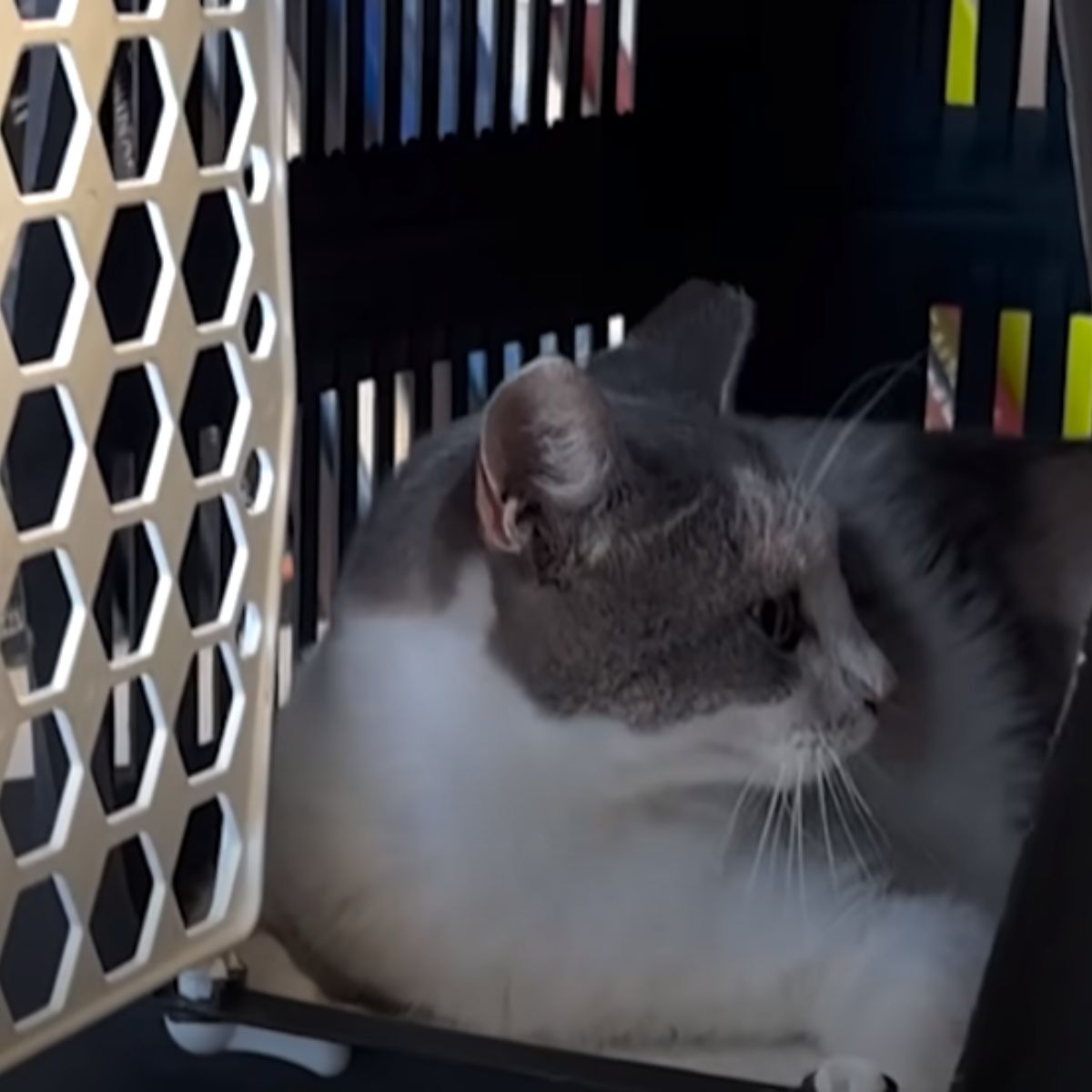 cat lying in a kennel