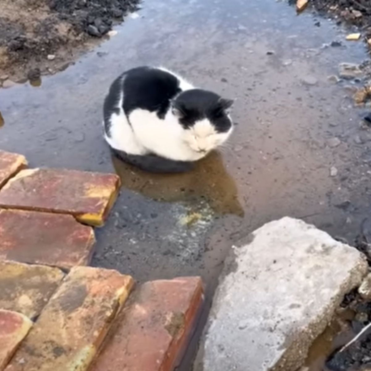 cat lying in a puddle