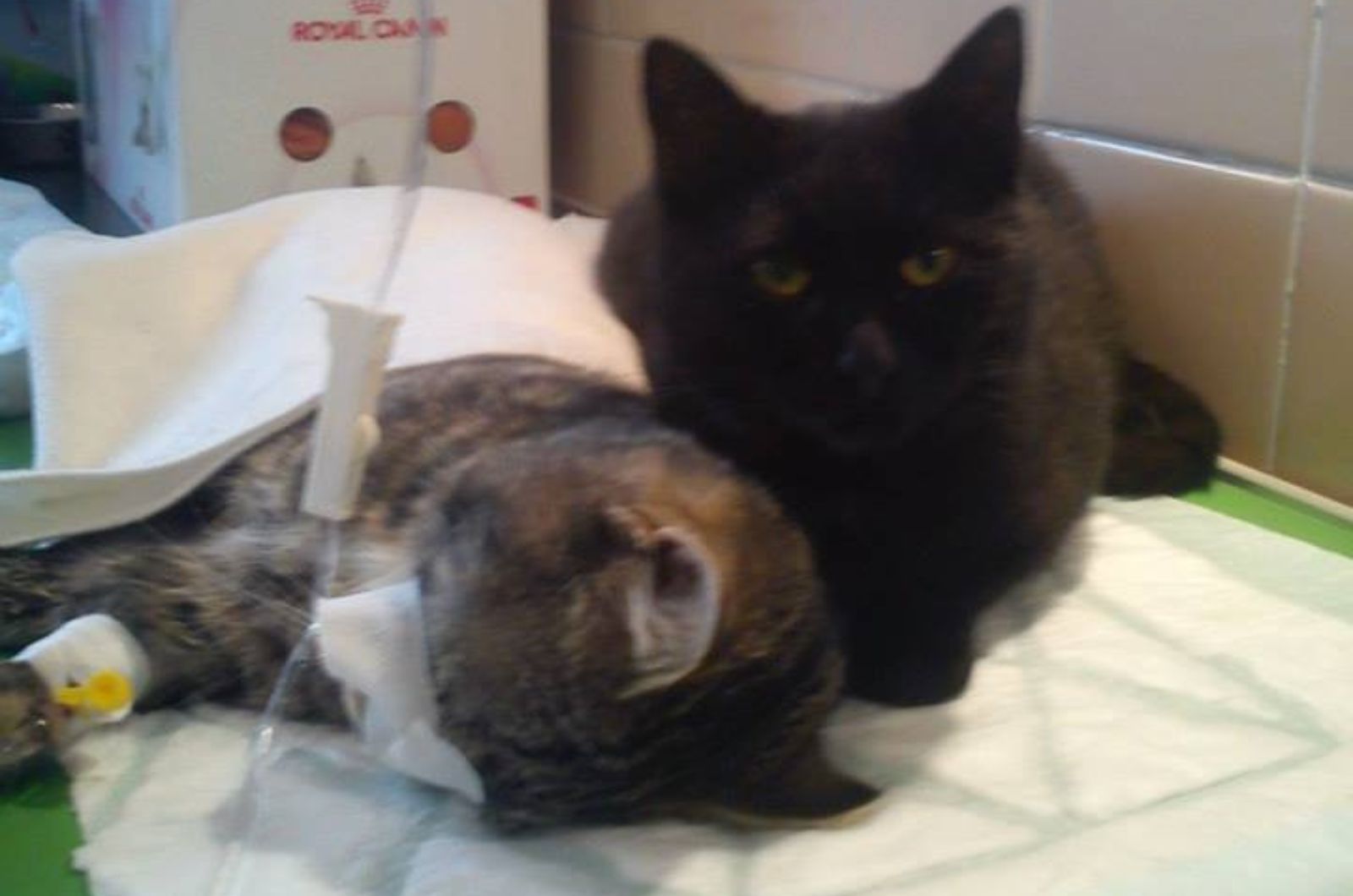cat lying next to sick cat