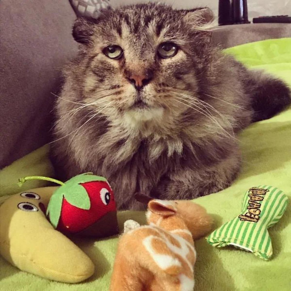 cat lying on green blanket with toys