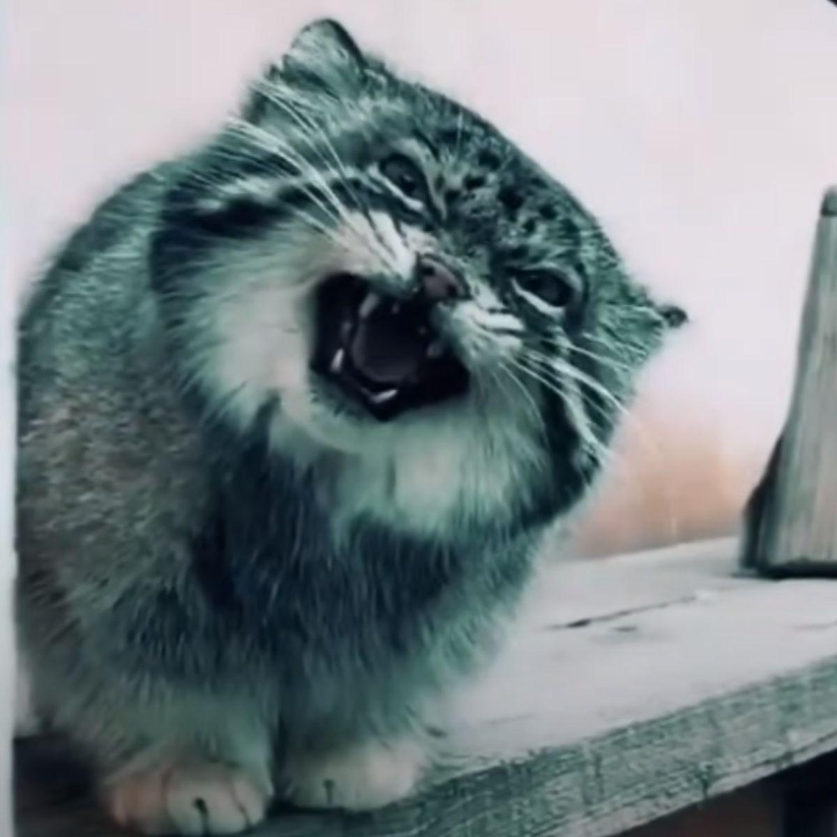 cat meowing