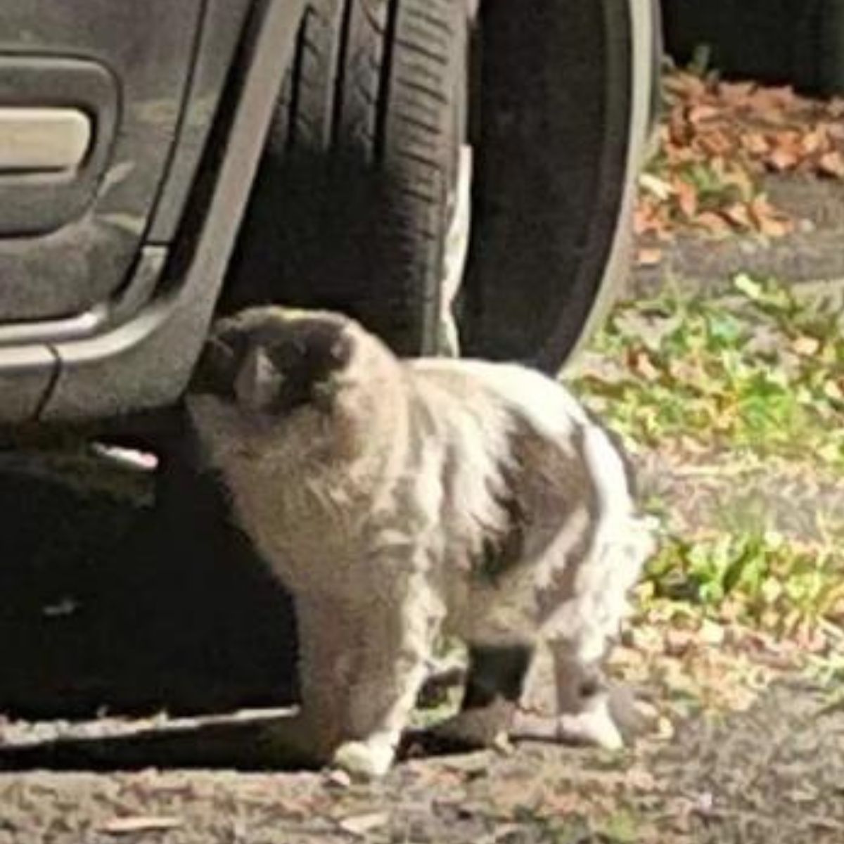 cat next to the car