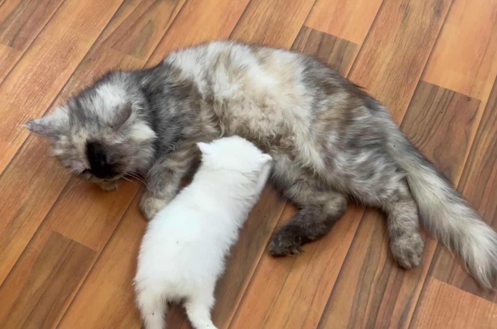 cat nursing a kitten