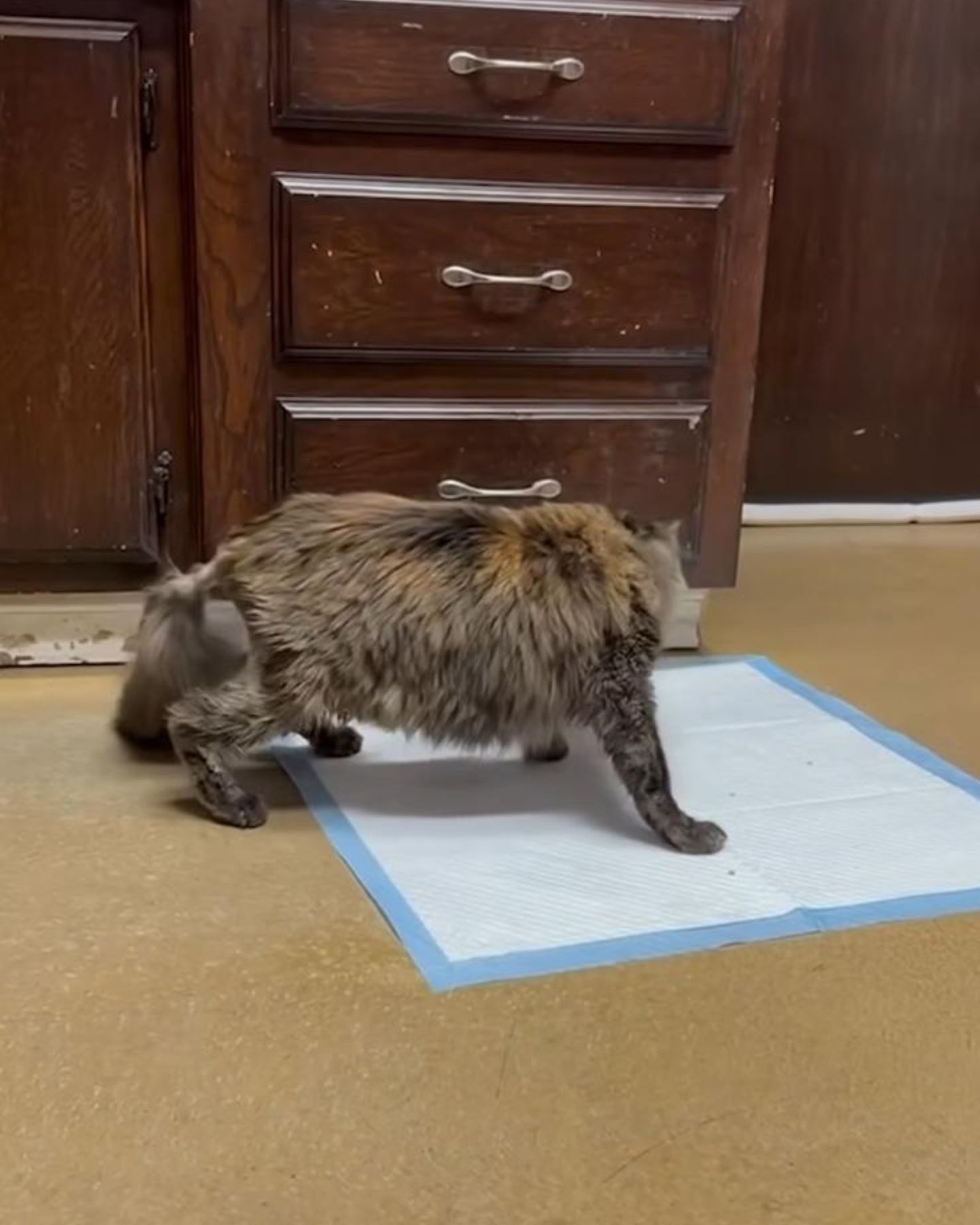 cat on a mat indoors