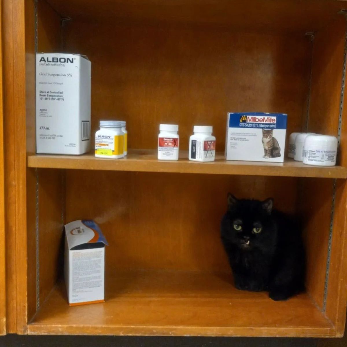 cat on a shelf with medicine