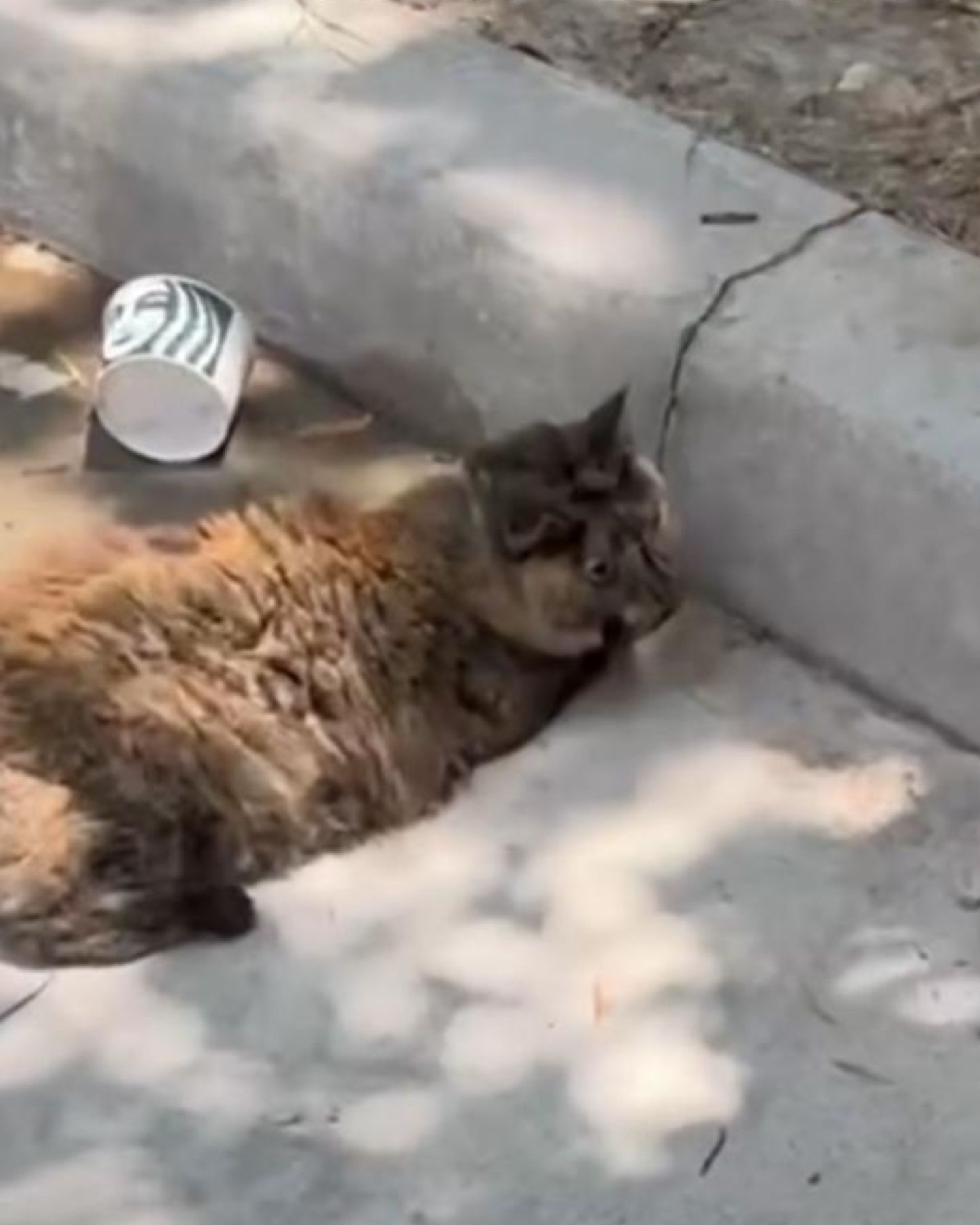 cat on a sidewalk