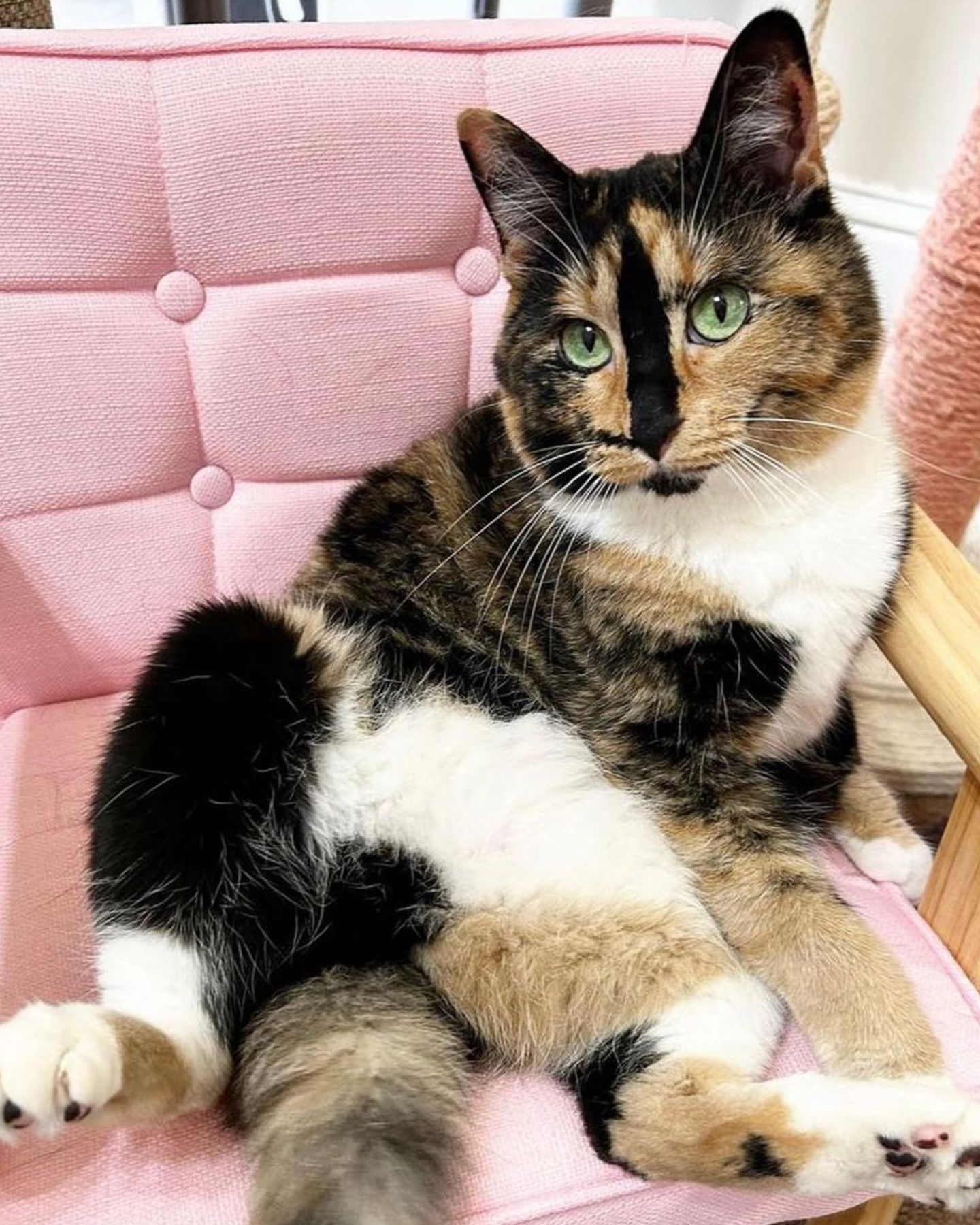 cat on pink sofa