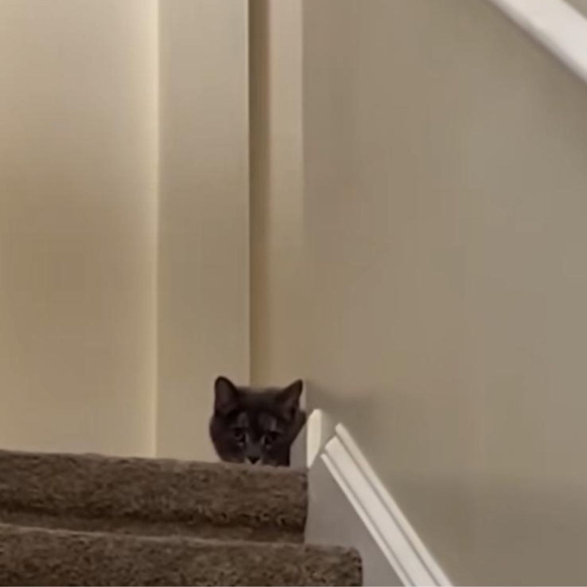 cat on top of the stairs