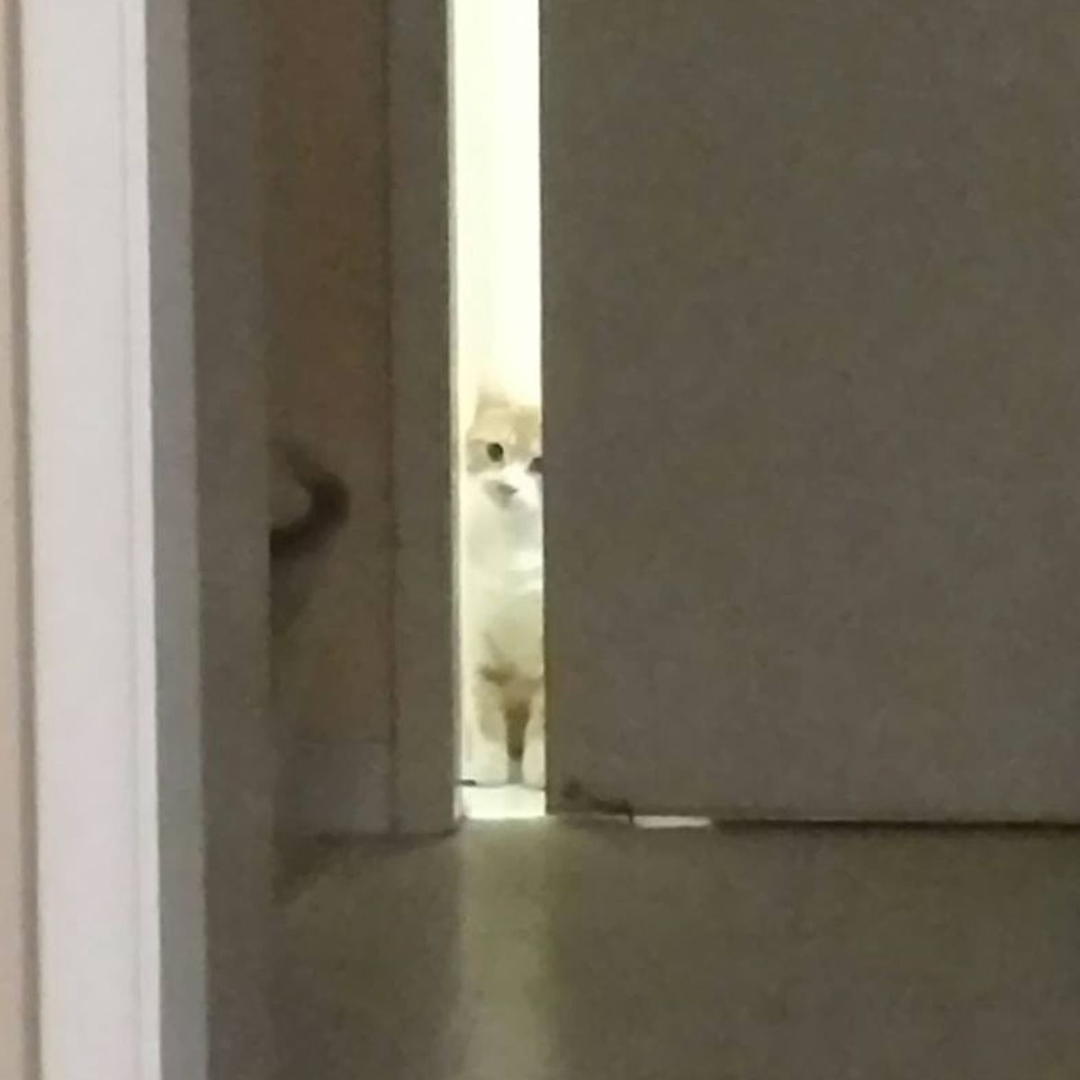 cat peeking behind door