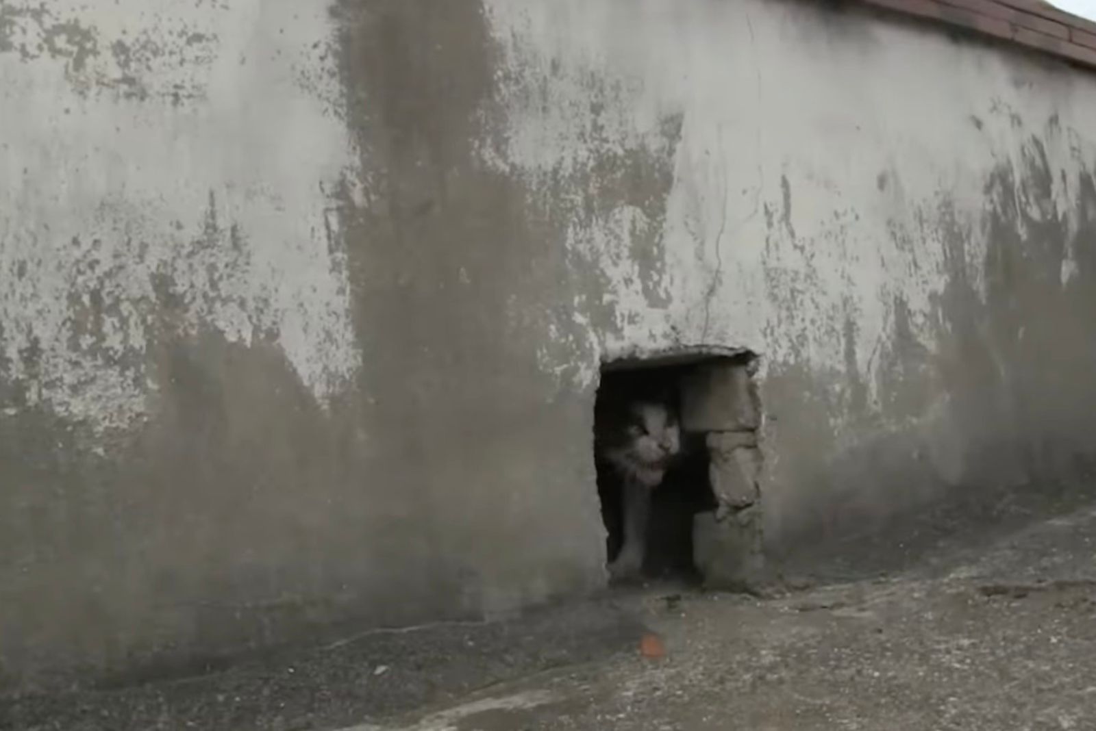cat peeking from a hole in the wall