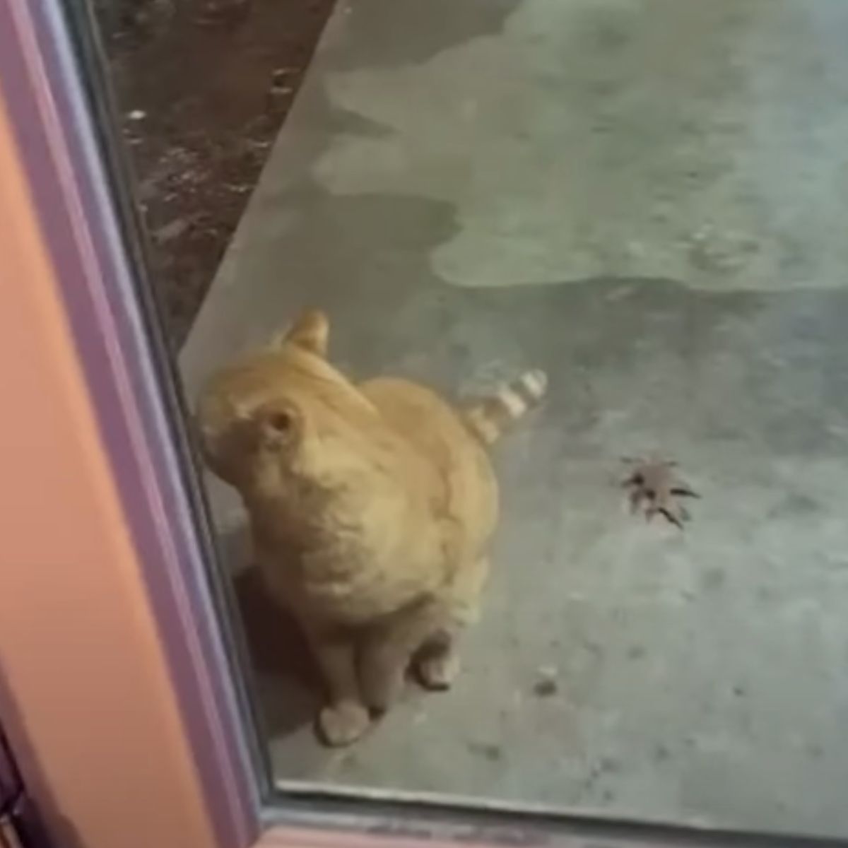 cat sitting in front of the door