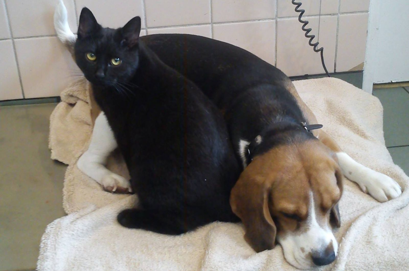 cat sitting next to a dog