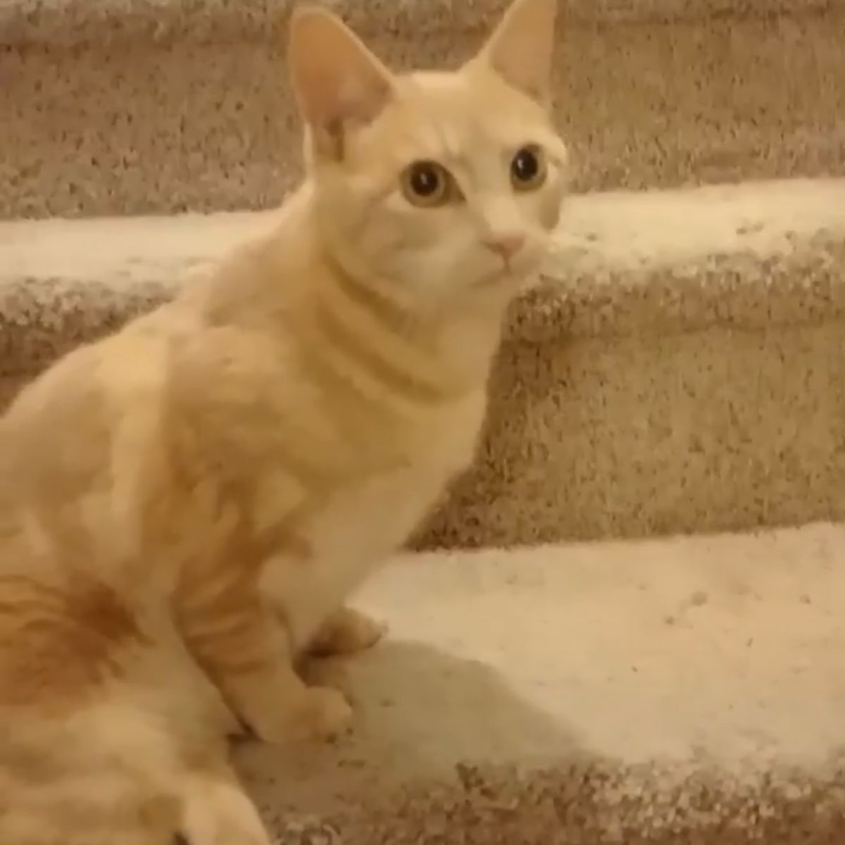 cat sitting on stairs