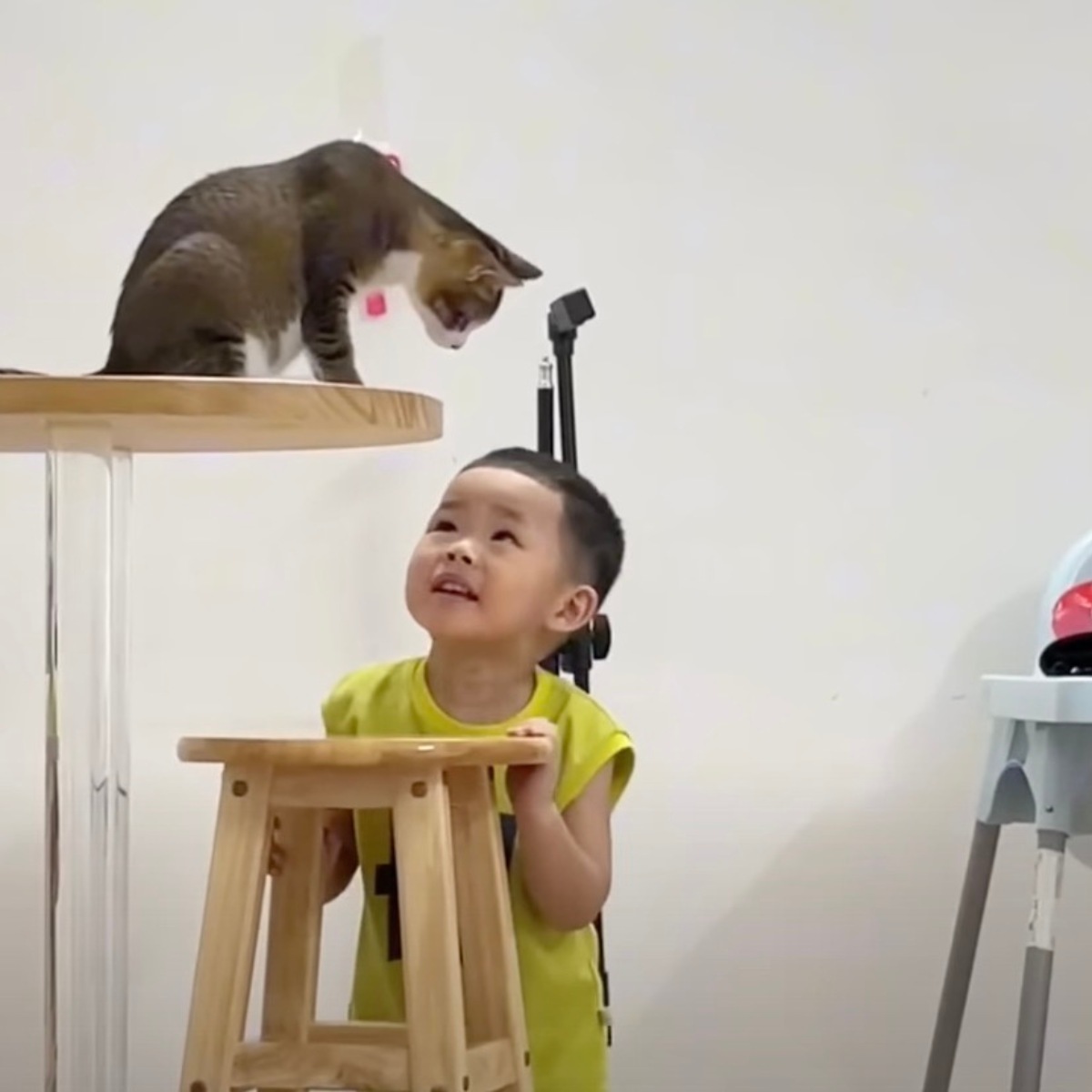 cat sitting on table looking down on boy