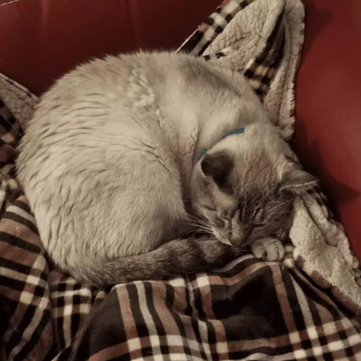 cat sleeping on a blanket
