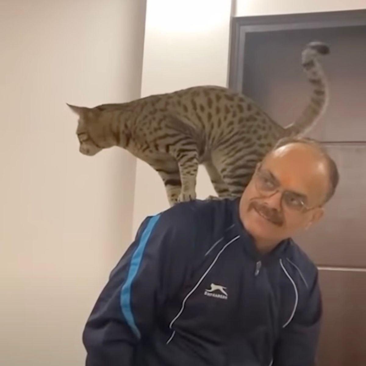 cat standing on a owner