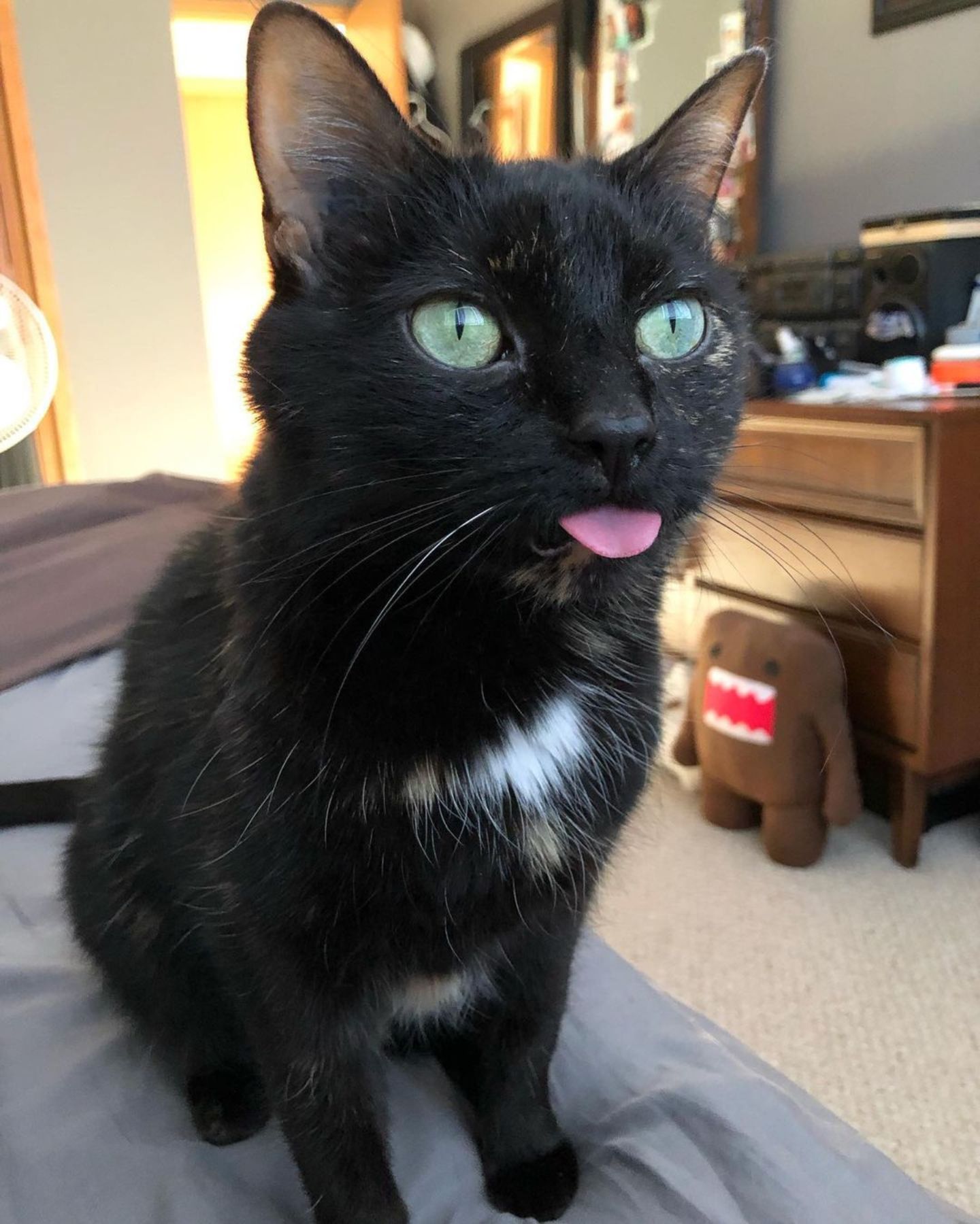 cat sticking its tongue out