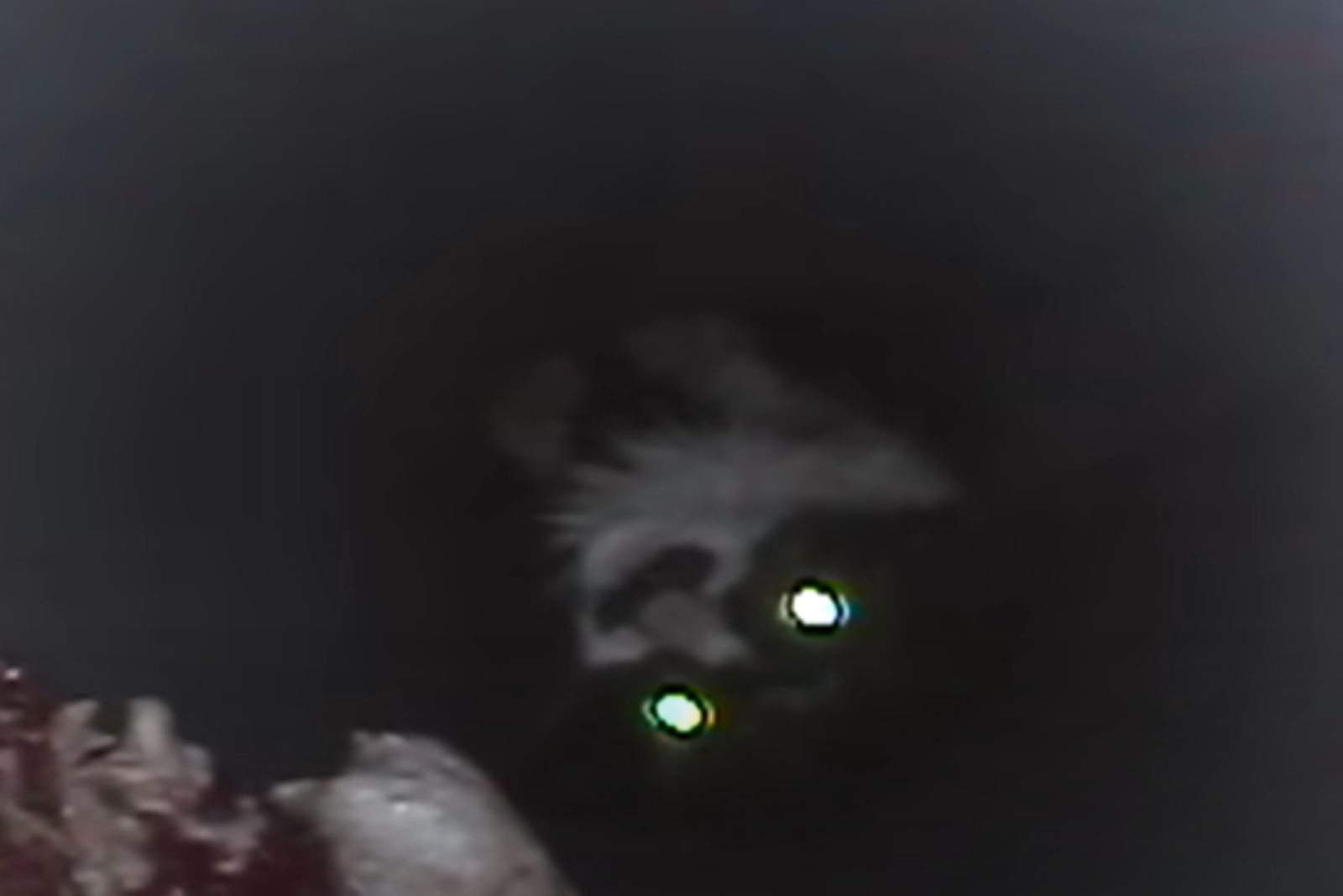 cat stuck in dark