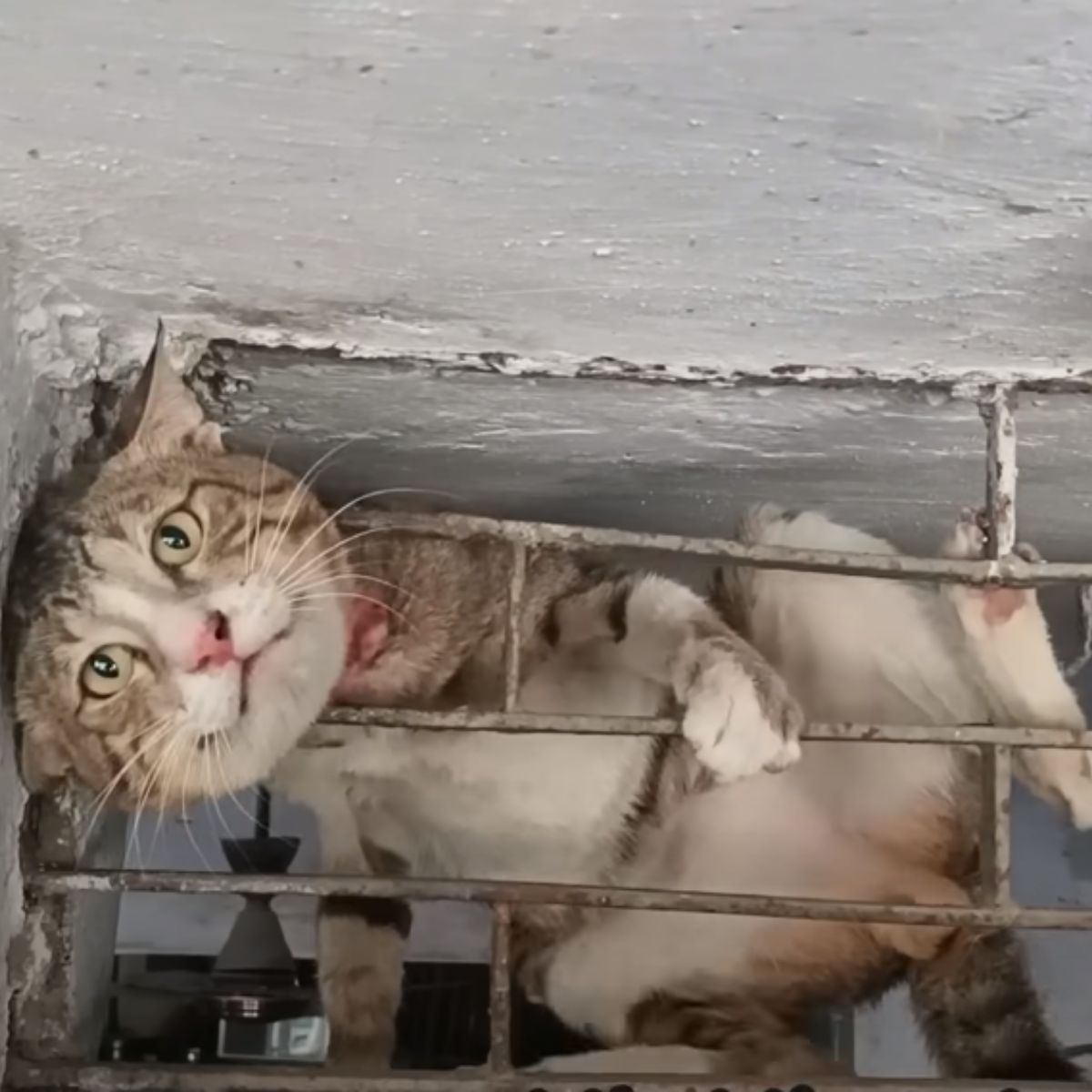 cat stuck in metal window