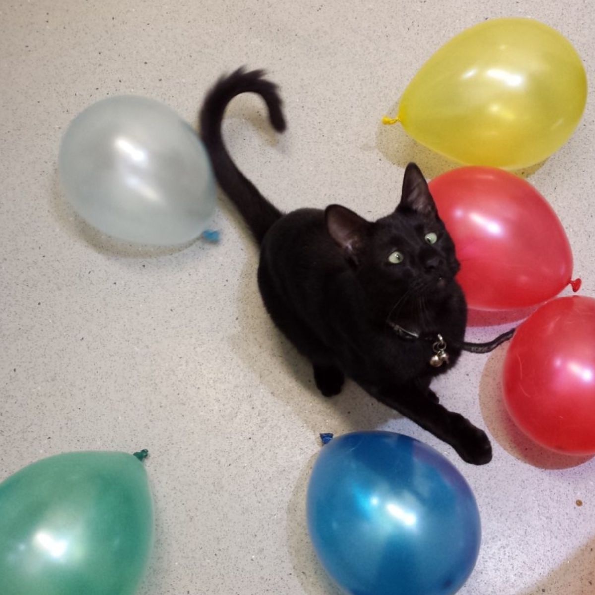 cat surrounded by balloons