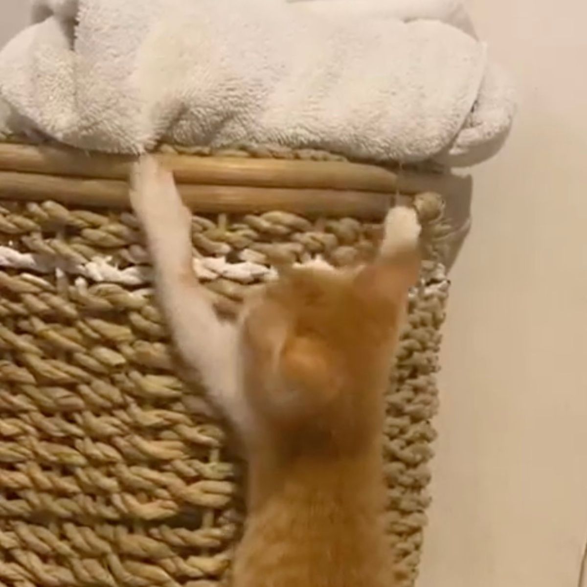 cat trying to get towel