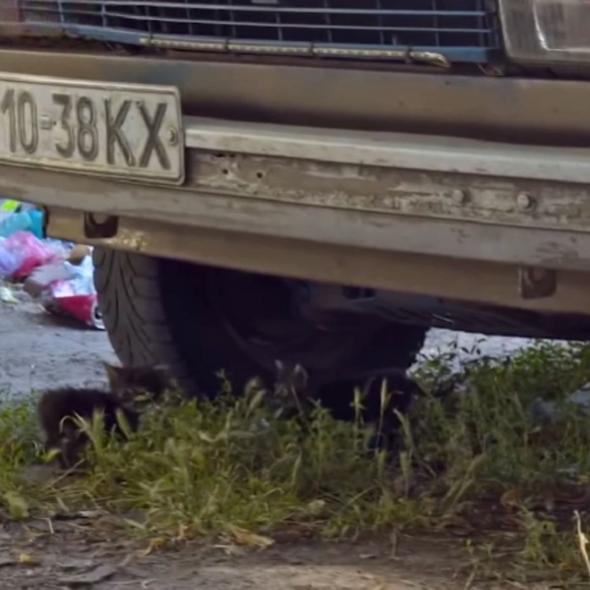 cat under truck