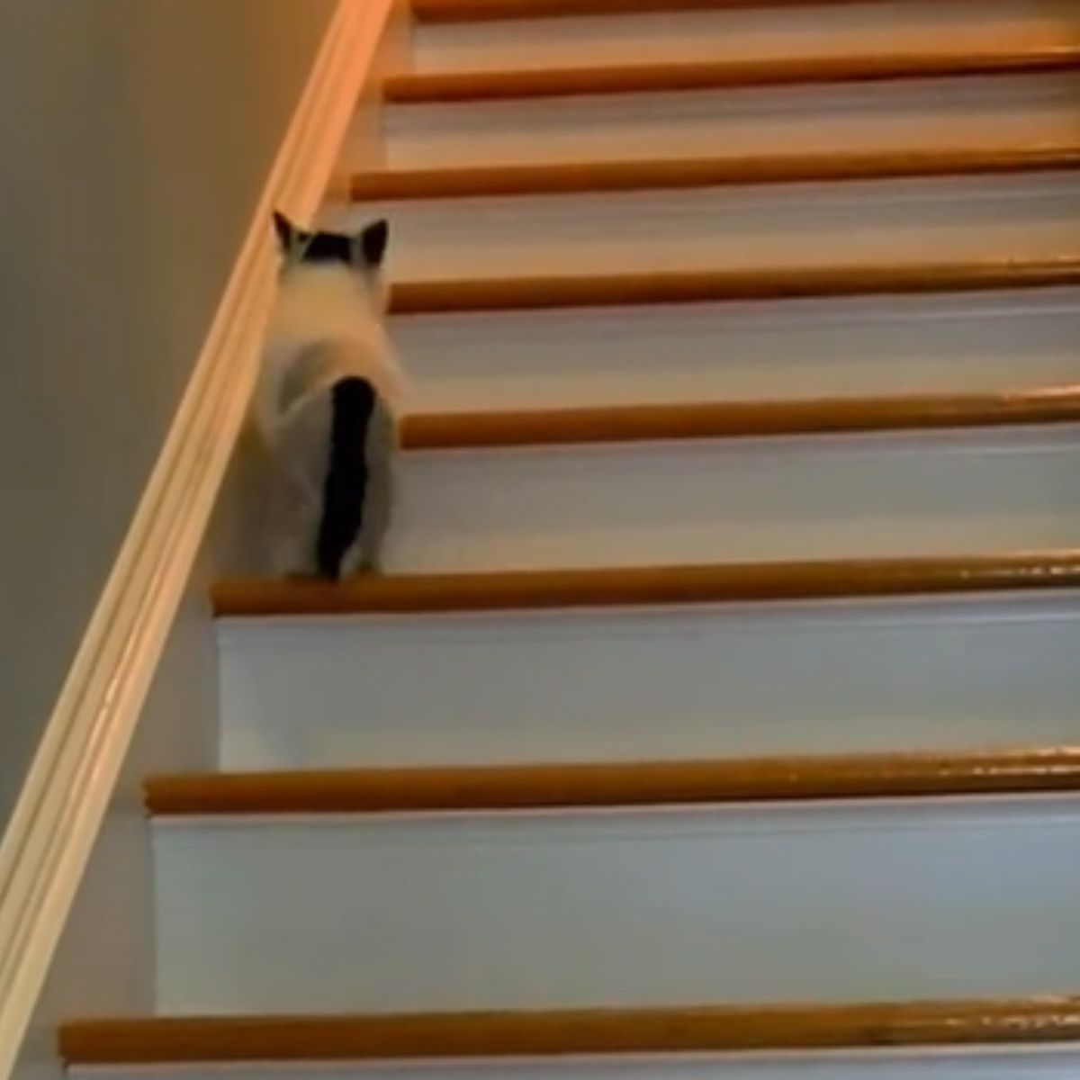 cat walking up the stairs