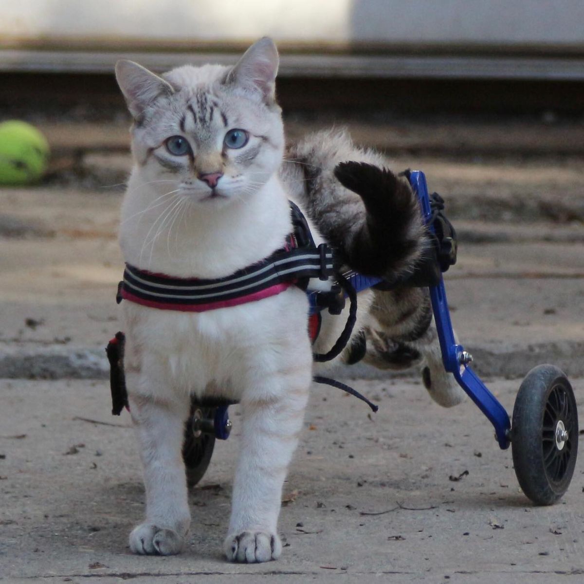 cat walking with wheelchair