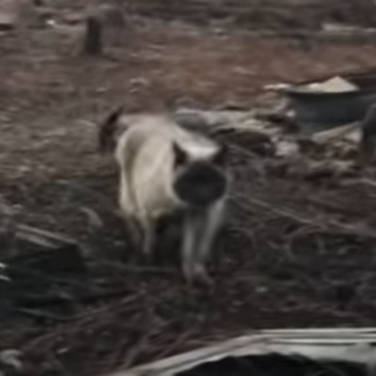 cat walks in the wood after fire