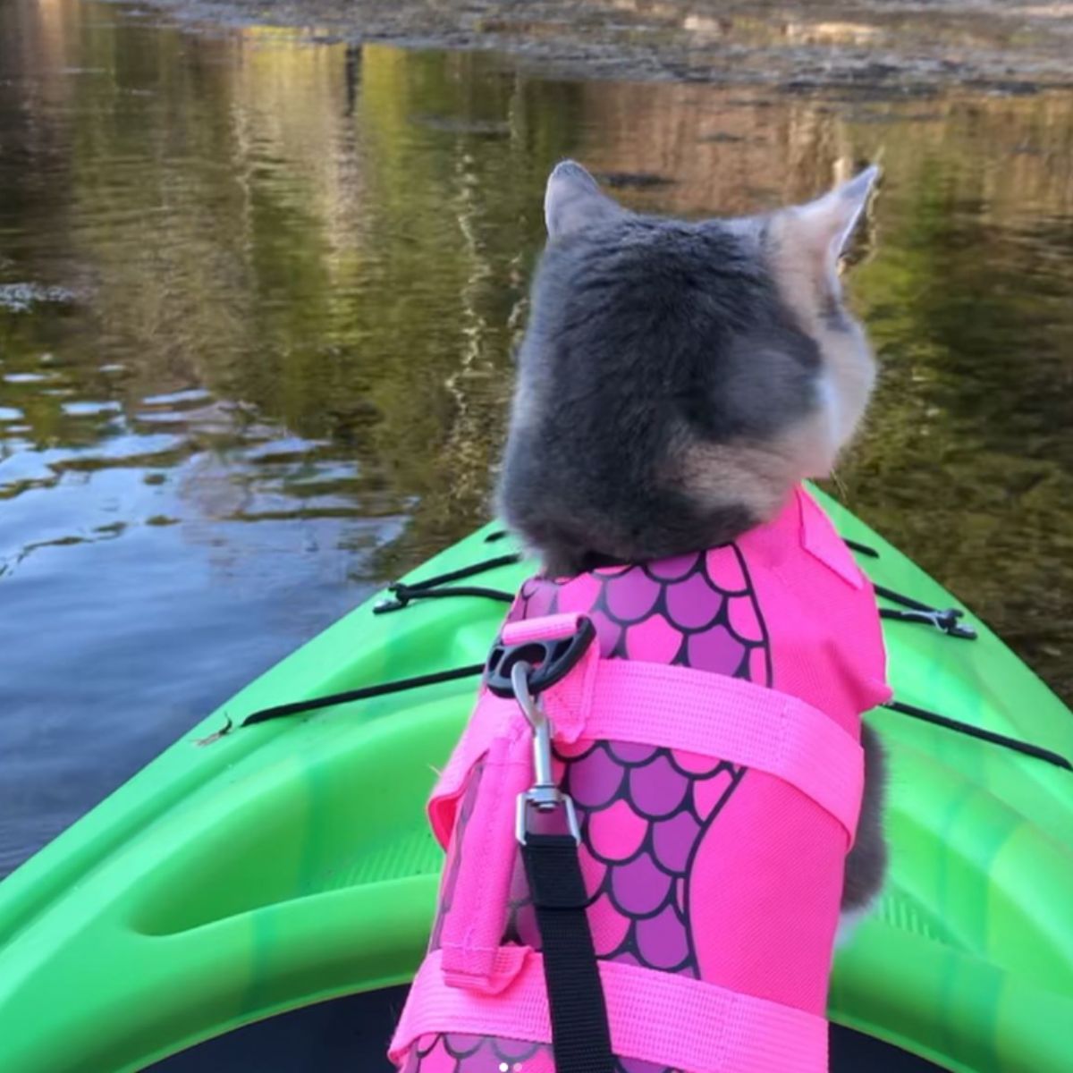 cat wearing a pink vest in a kayak