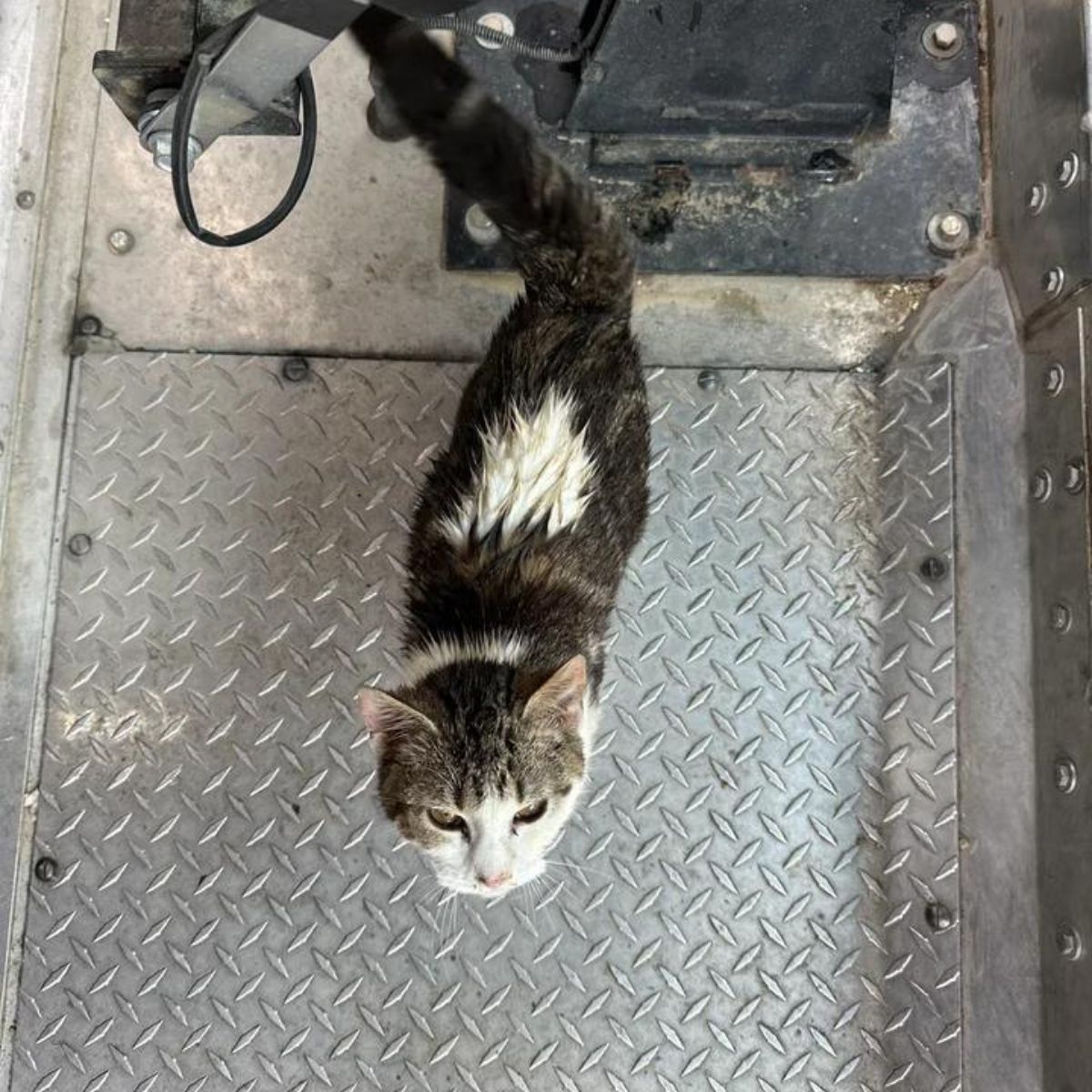 cat went out from a hole in a truck