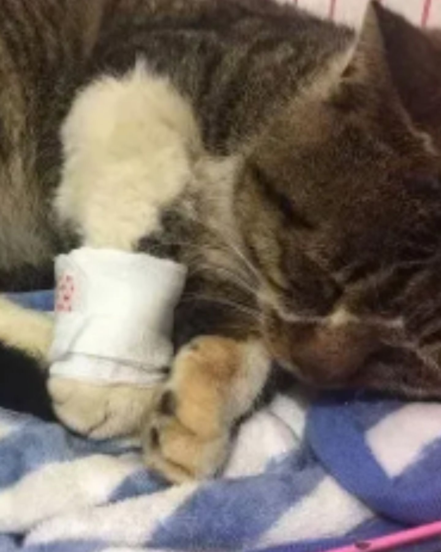 cat with bandage on paw
