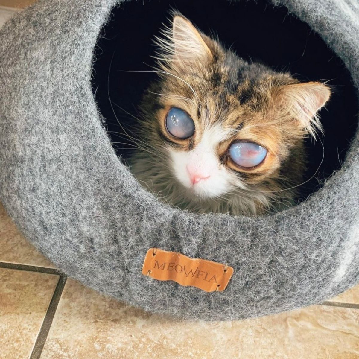 cat with cloudy eyes