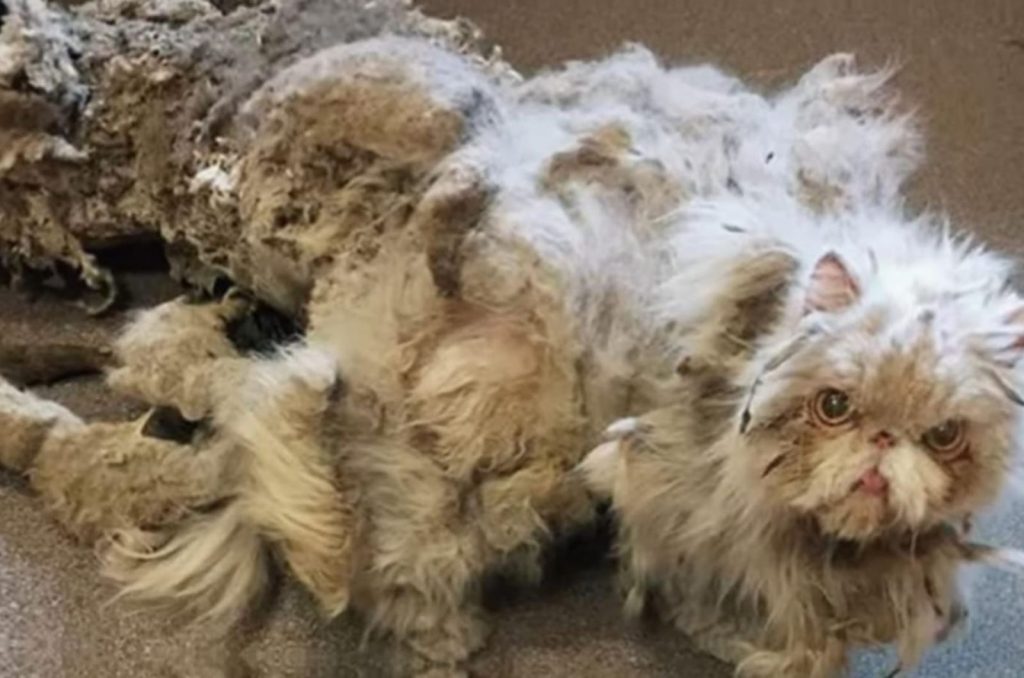 LifeChanging Grooming Session Transforms Extremely Matted Persian Cat