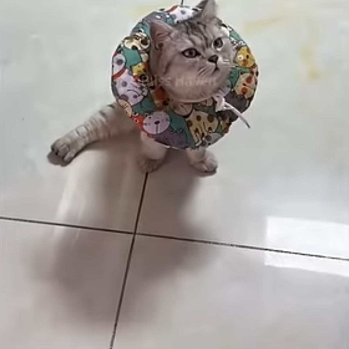 cat with fancy clothes