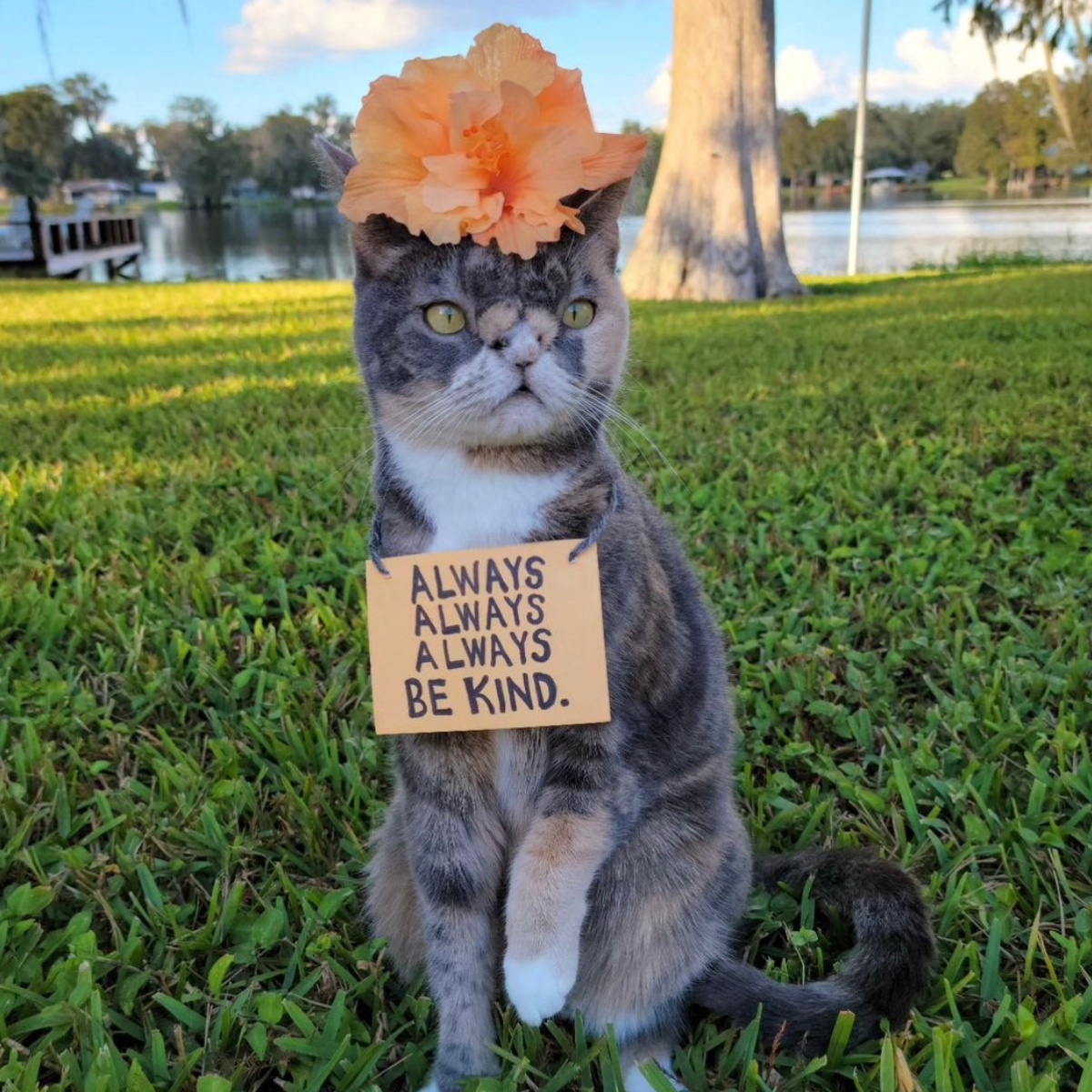 cat with flower and a neck sign