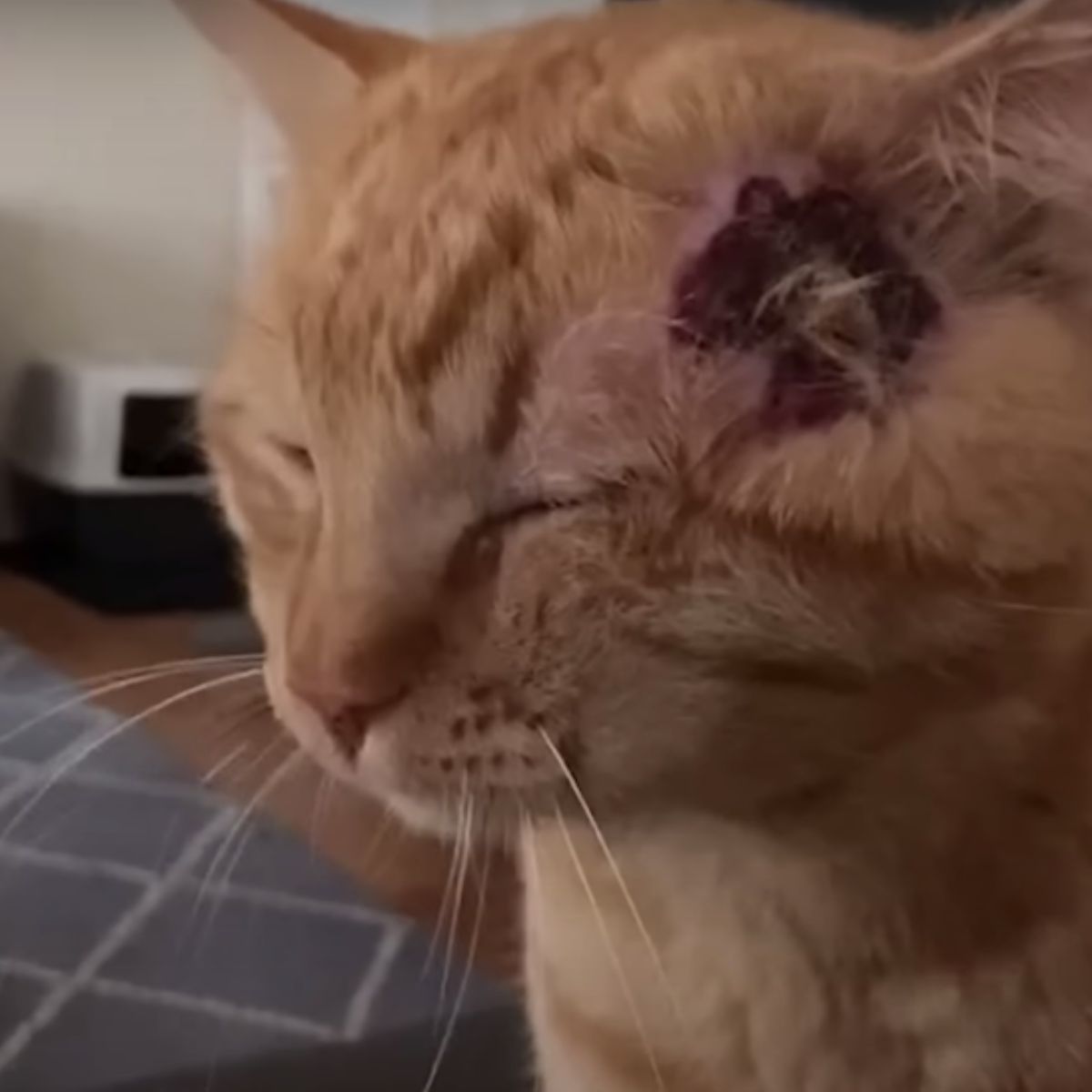 cat with head injury