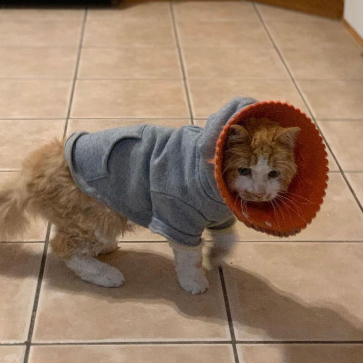 cat with hoodie