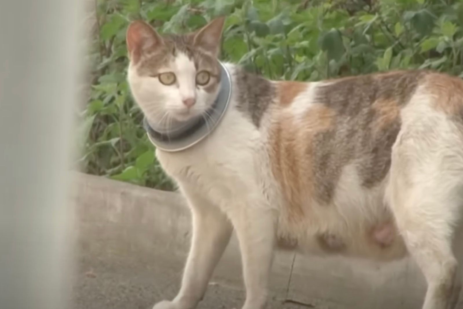 cat with iron hook around neck
