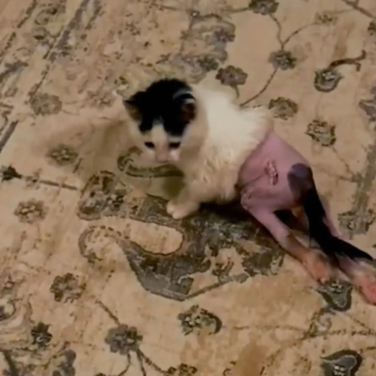 cat with leg fractures