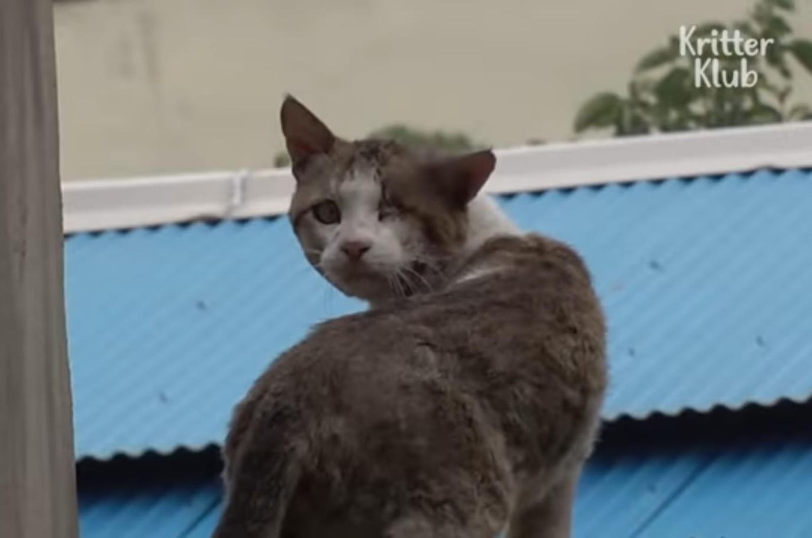 cat with one eye