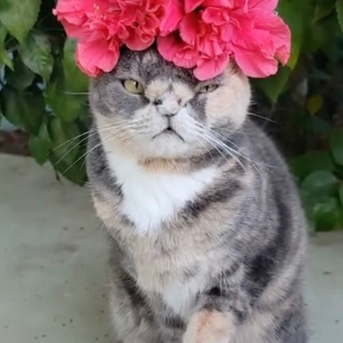 cat with pink flower on head