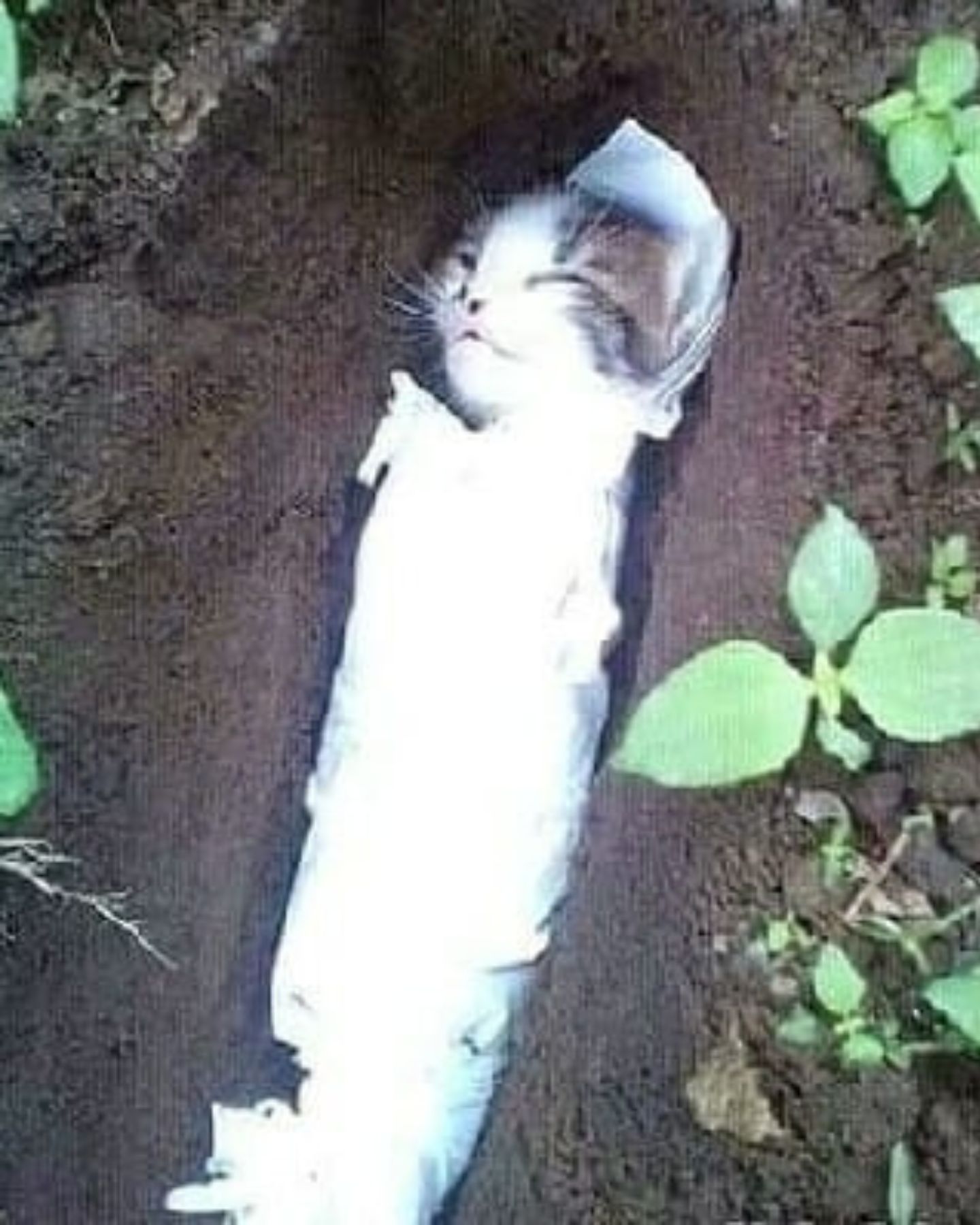 cat's body in the grave